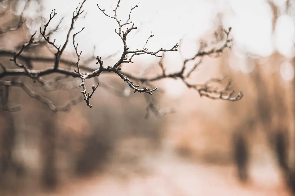 Psychological Therapy Overview